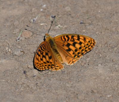 Coronis Fritillary: Speyeria coronis