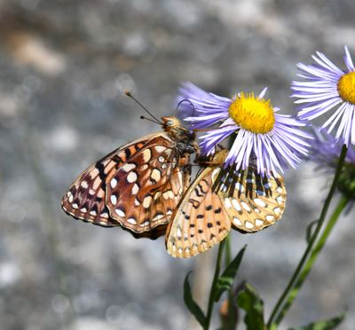 Mormon Fritillary: Speyeria mormonia and Hydaspe Fritillary: Speyeria hydaspe