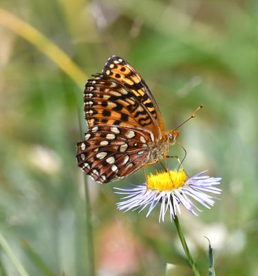 Hydaspe Fritillary: Speyeria hydaspe