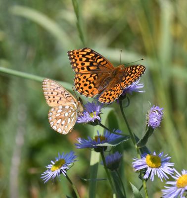 Mormon Fritillary: Speyeria mormonia and Hydaspe Fritillary: Speyeria hydaspe