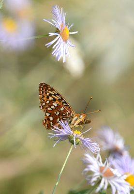 Hydaspe Fritillary: Speyeria hydaspe