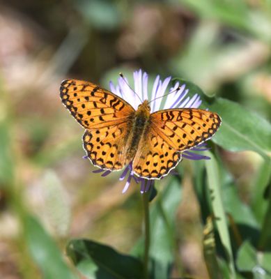 Mormon Fritillary: Speyeria mormonia