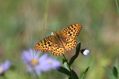 Zerene Fritillary: Speyeria zerene