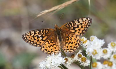 Northwestern Fritillary: Speyeria hesperis