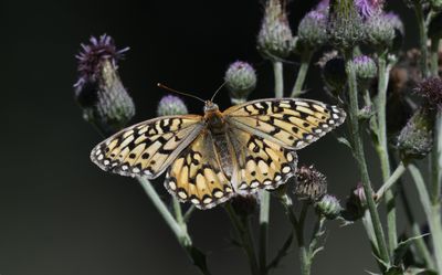Callippe Fritillary: Speyeria callippe
