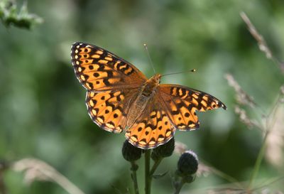 Hydaspe Fritillary: Speyeria hydaspe