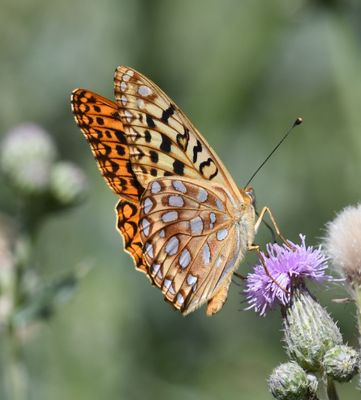 Zerene Fritillary: Speyeria zerene