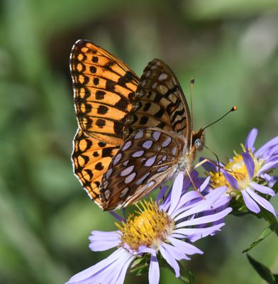 Zerene Fritillary: Speyeria zerene