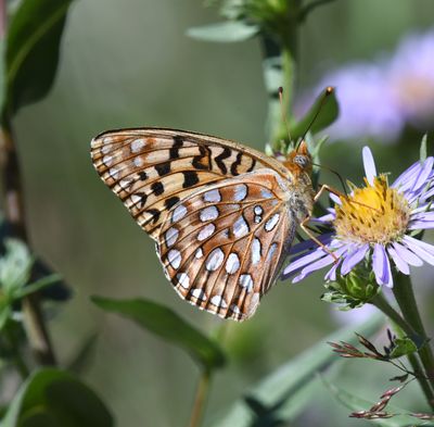 Zerene Fritillary: Speyeria zerene