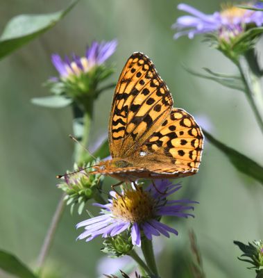 Zerene Fritillary: Speyeria zerene