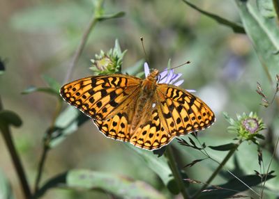 Zerene Fritillary: Speyeria zerene