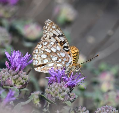 Coronis Fritillary: Speyeria coronis