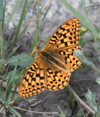 Zerene Fritillary: Speyeria zerene