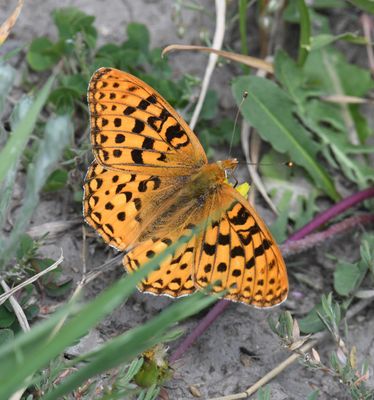 Zerene Fritillary: Speyeria zerene