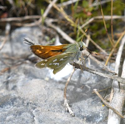Western Branded Skipper: Hesperia colorado