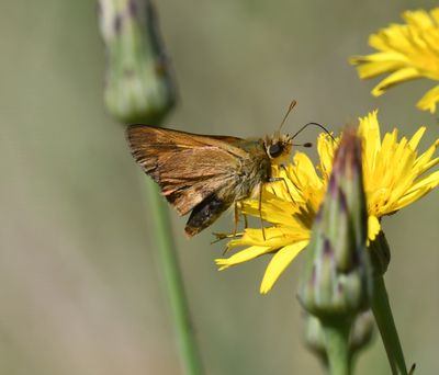 Woodland Skipper: Ochlodes sylvanoides