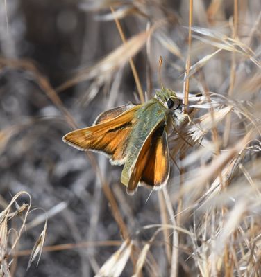 Western Branded Skipper: Hesperia colorado