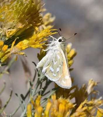Western Branded Skipper: Hesperia colorado