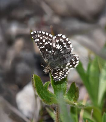 Two-banded Checkered Skipper: Pyrgus ruralis