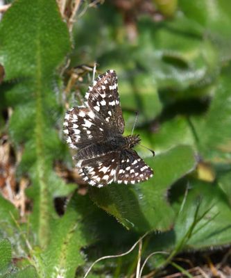 Two-banded Checkered Skipper: Pyrgus ruralis