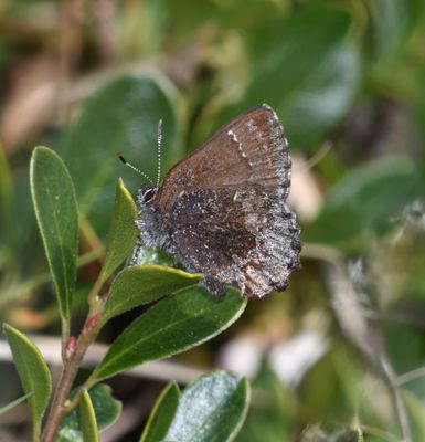 Hoary Elfin: Callophrys polios