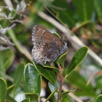Hoary Elfin: Callophrys polios