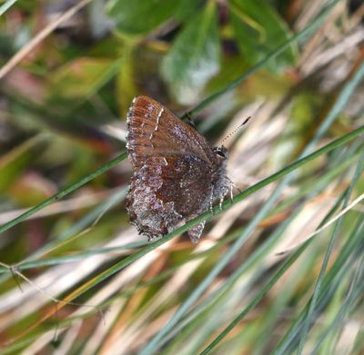 Hoary Elfin: Callophrys polios