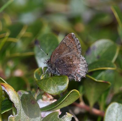 Hoary Elfin: Callophrys polios