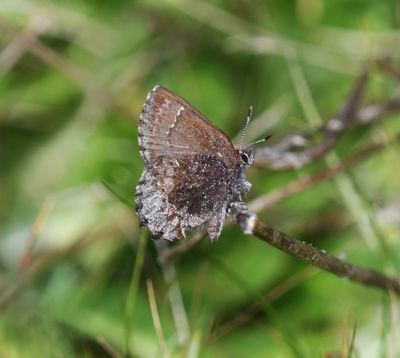 Hoary Elfin: Callophrys polios