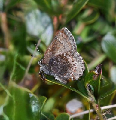Hoary Elfin: Callophrys polios
