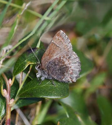 Hoary Elfin: Callophrys polios