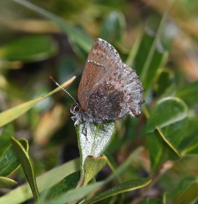 Hoary Elfin: Callophrys polios