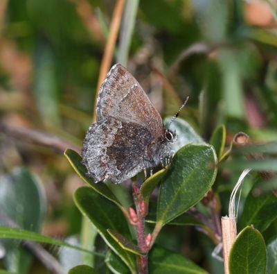 Hoary Elfin: Callophrys polios