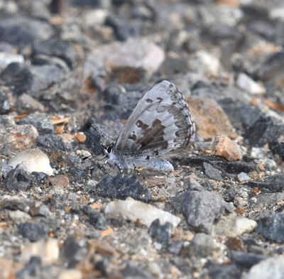Asher's Blue: Celastrina asheri
