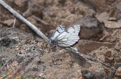 Spring White: Pontia sisymbrii