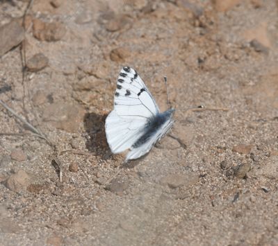 Spring White: Pontia sisymbrii