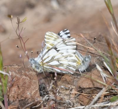 Spring White: Pontia sisymbrii