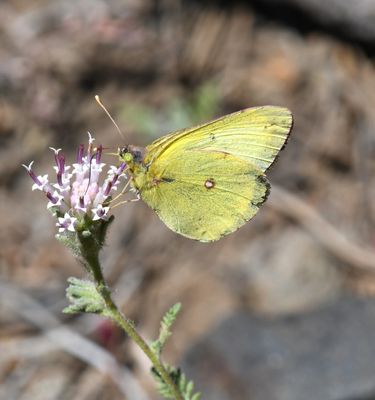 Western Sulphur: Colias occidentalis