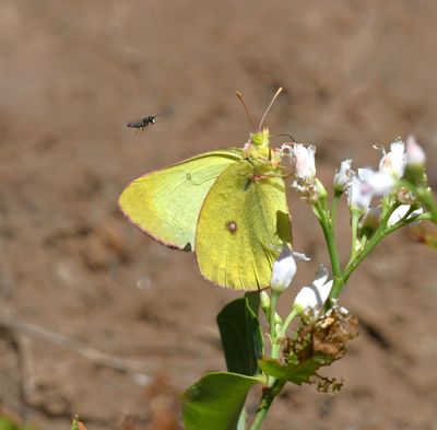 Western Sulphur: Colias occidentalis
