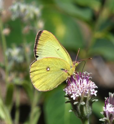 Western Sulphur: Colias occidentalis