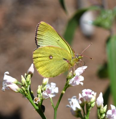 Western Sulphur: Colias occidentalis