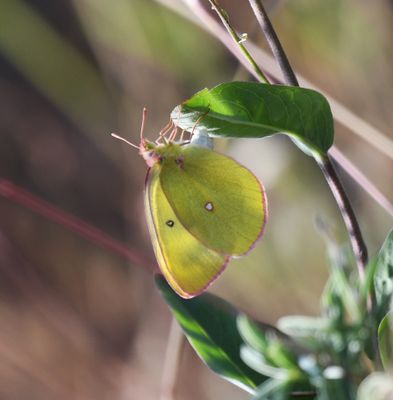 Western Sulphur: Colias occidentalis