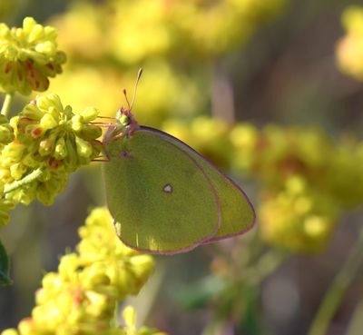 Western Sulphur: Colias occidentalis
