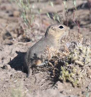 Belding's Ground Squirrel