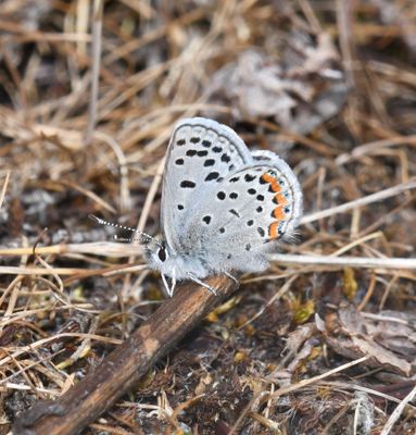 Fuca Acmon Blue: Icaricia acmon fuca