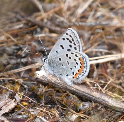 Fuca Acmon Blue: Icaricia acmon fuca