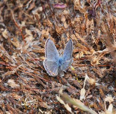 Fuca Acmon Blue: Icaricia acmon fuca