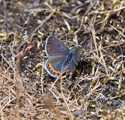 Fuca Acmon Blue: Icaricia acmon fuca