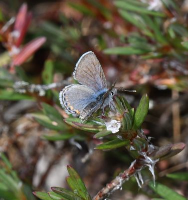 Fuca Acmon Blue: Icaricia acmon fuca