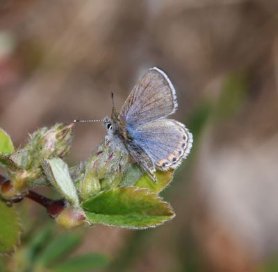 Fuca Acmon Blue: Icaricia acmon fuca